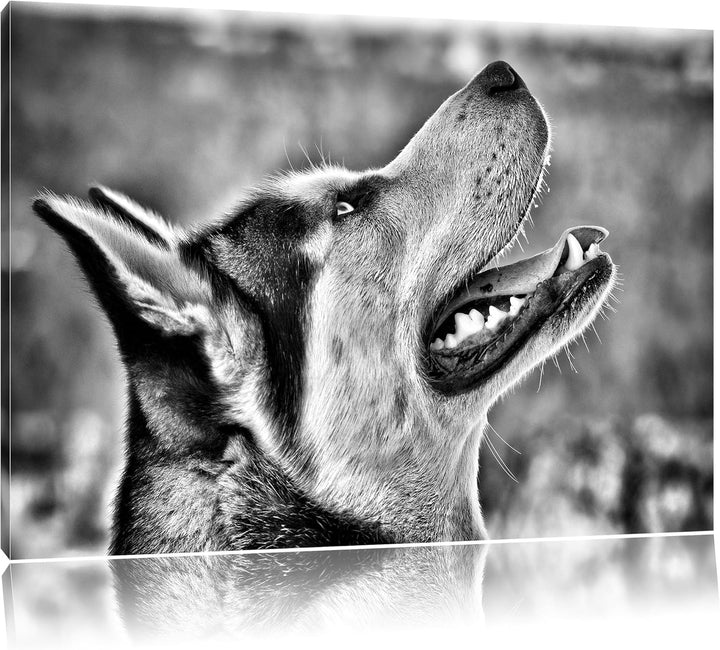 Pixxprint Husky von der Seite / 100x70cm Leinwandbild bespannt auf Holzrahmen/Wandbild Kunstdruck De