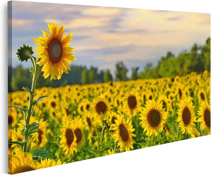 islandburner Bild auf Leinwand Eine Grosse Sonnenblume Mit Sonnenblumenfeld Und Schönem Abendhimmel