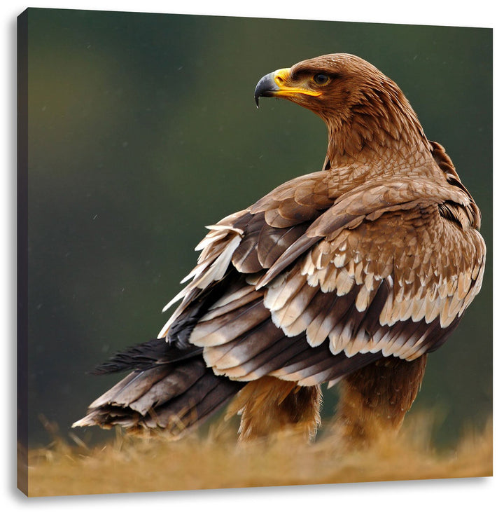Pixxprint Einsamer Falke mit braunem Gefieder, Format: 70x70 auf Leinwand, 70x70