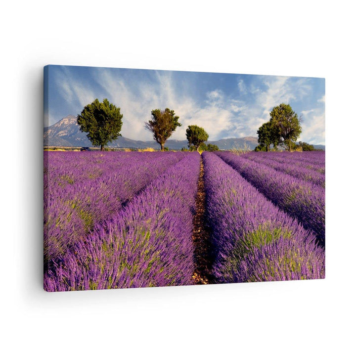 Bilder auf Leinwand Landschaft Wiese Pflanzen Leinwandbild 70x50cm Wandbilder Dekoration Wohnzimmer