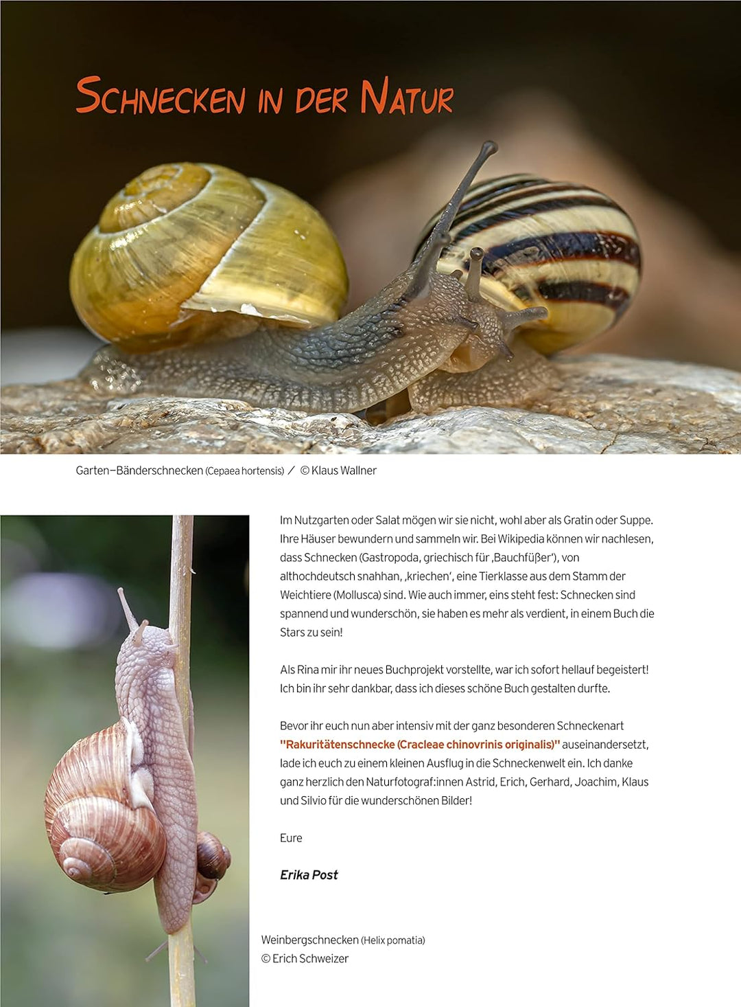 Natürlich Töpfern - Archischnecktur, Schritt-für-Schritt-Anleitungen, über 250 Bilder, Taschenbuch