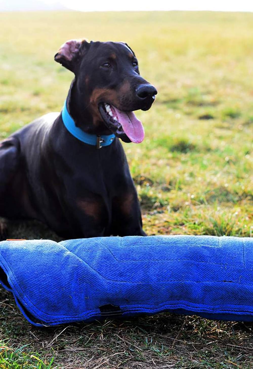 Dingo Gear Schutzarm Extern Hard aus Nylcot Blau Bissmanschette Hundeausbildung Hundetraining Bisstr