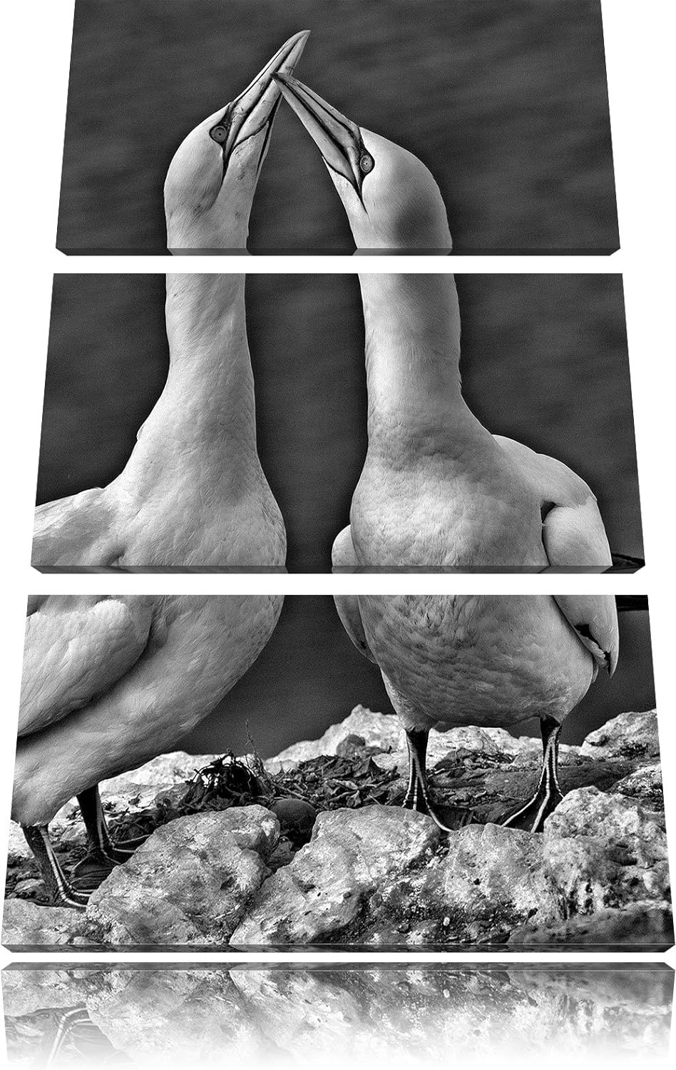 Pixxprint aussergewöhnliche Vögel am Meer als Leinwandbild/Grösse: 3 Teilig (120x80) cm/Wandbild/Kun