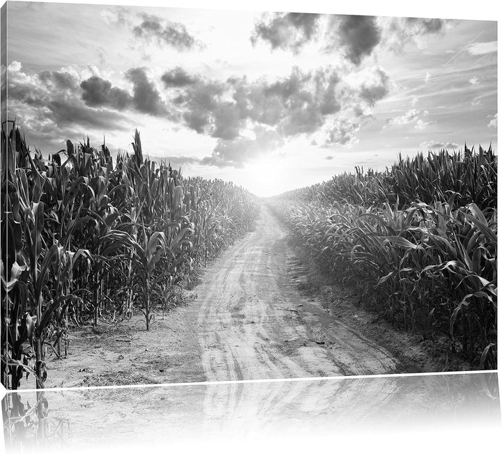 Pixxprint Pfad durch sonniges Feld Kunst B&W als Leinwandbild/Grösse: 100x70 cm/Wandbild/Kunstdruck/