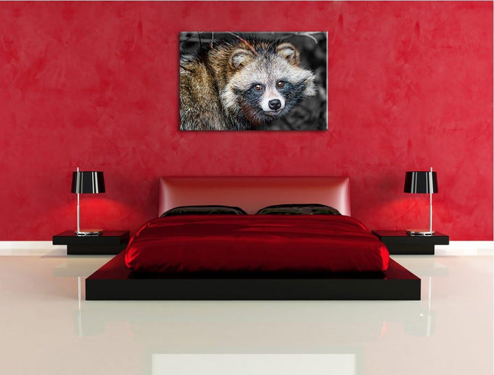 süsser Waschbär schwarz/weiss Format: 100x70auf Leinwand, XXL riesige Bilder fertig gerahmt mit Keil
