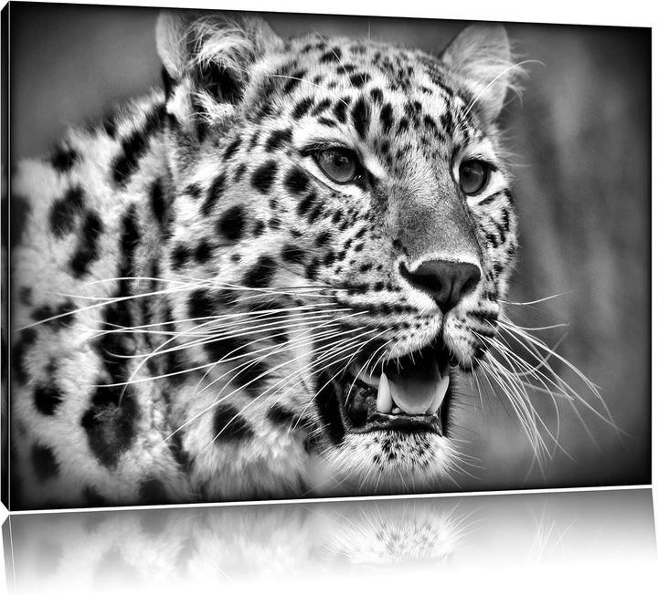 Pixxprint ausgewachsener Leopard / 100x70cm Leinwandbild bespannt auf Holzrahmen/Wandbild Kunstdruck