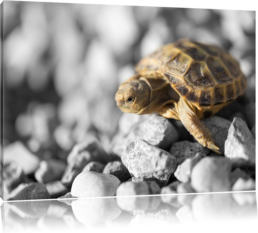 süsse Schildkröte auf Steinen schwarz/weiss Format: 100x70 auf Leinwand, XXL riesige Bilder fertig g