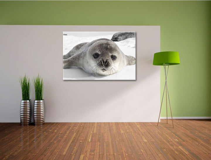 süsses Robben Baby schwarz/weiss Format: 100x70 auf Leinwand, XXL riesige Bilder fertig gerahmt mit