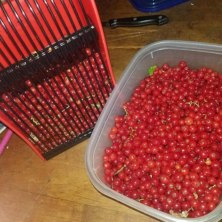 Cyrank Beerenpflücker Mit Metallkamm, Beerenpflücker-Werkzeug, Rechenkamm aus Kunststoff Für Blaubee