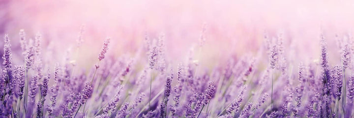 DIMEX Küchenrückwand Folie Selbstklebend Lavendel 180 x 60 cm | Klebefolie - Dekofolie - Spritzschut