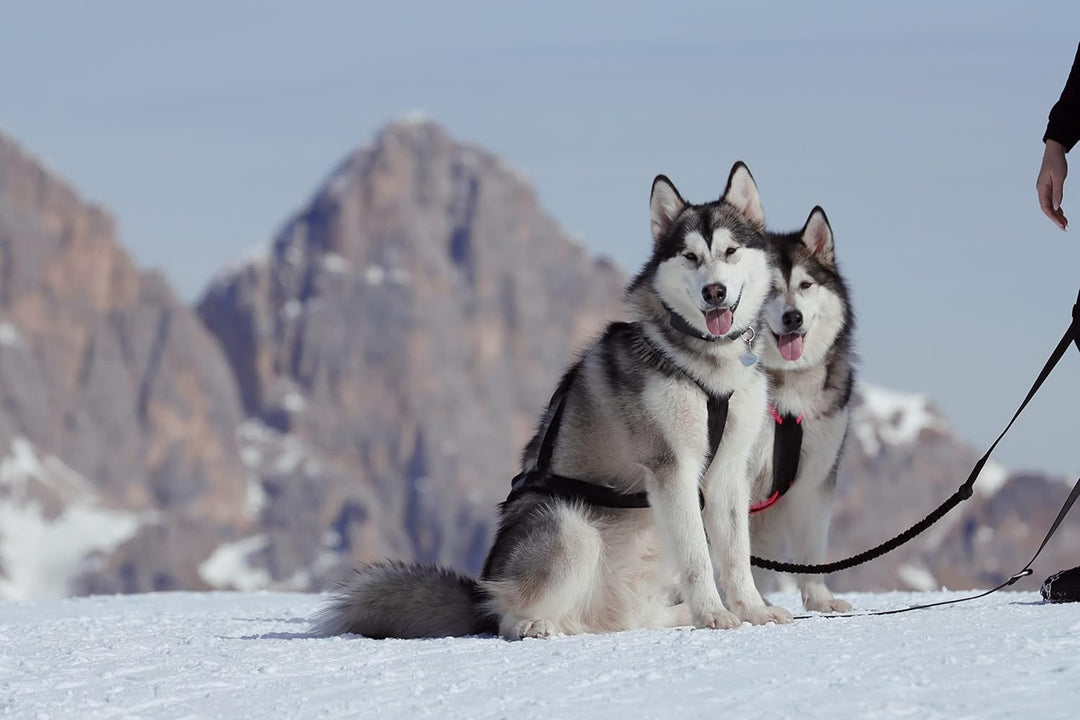 LASALINE Hunde Zuggeschirr X Back für Canicross Hundesport Dogscooter Bikejöring Schlitten in Schwar