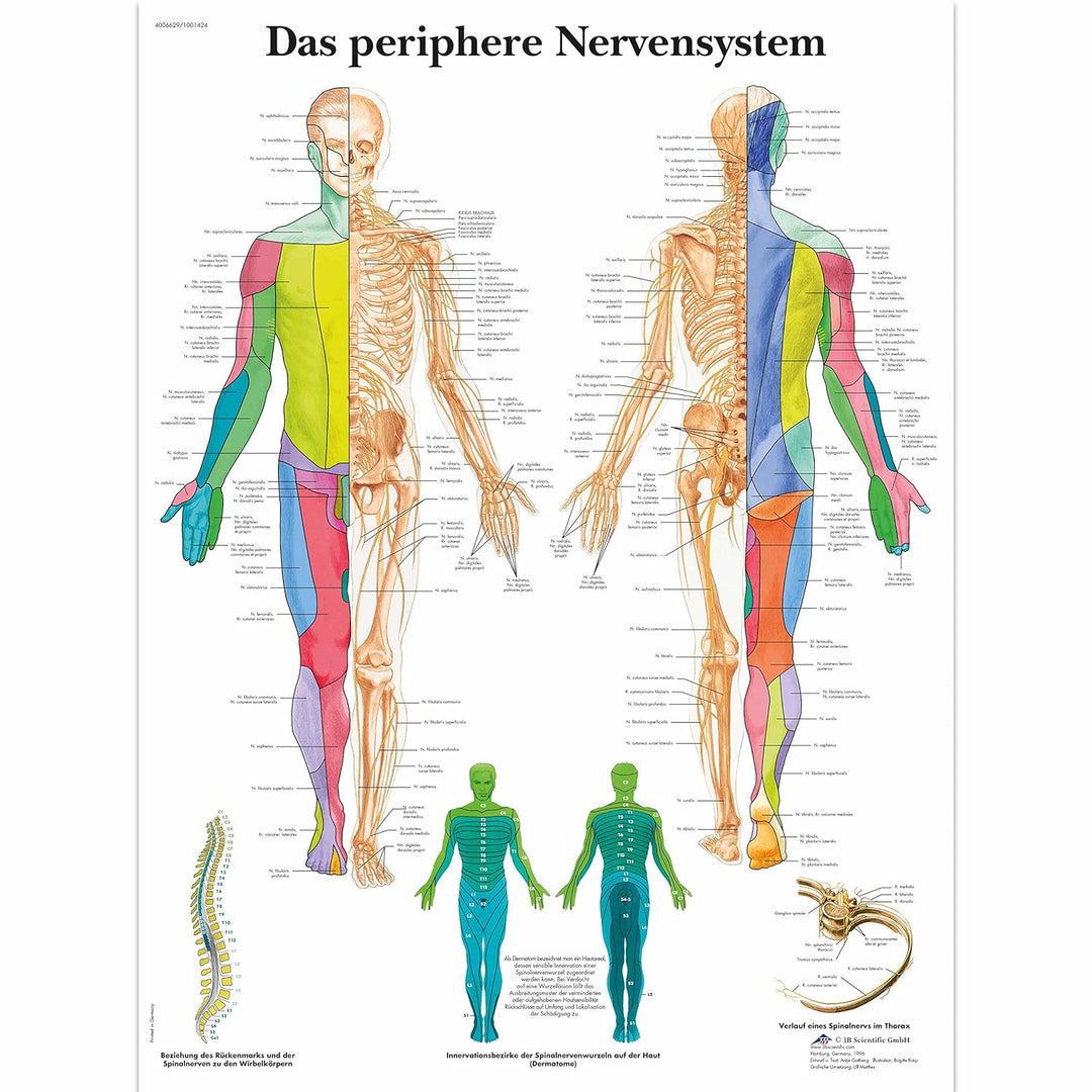 Elementary Anatomy Skelett - Mike, das Budget-Muskelskelett &amp; Ursprüngen - Schulungsmaterialien - Ha
