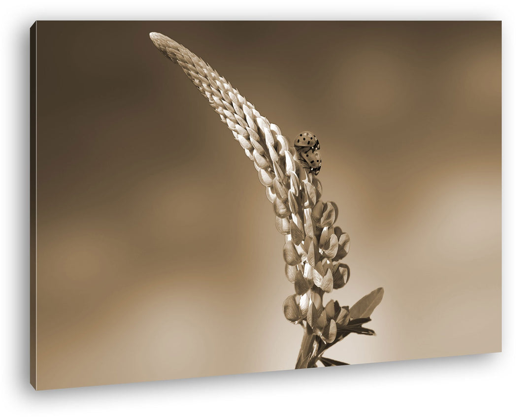 deyoli Marienkäfer auf einer Frühlingsblume Format: 80x60 Effekt: Sepia als Leinwandbild, Motiv fert