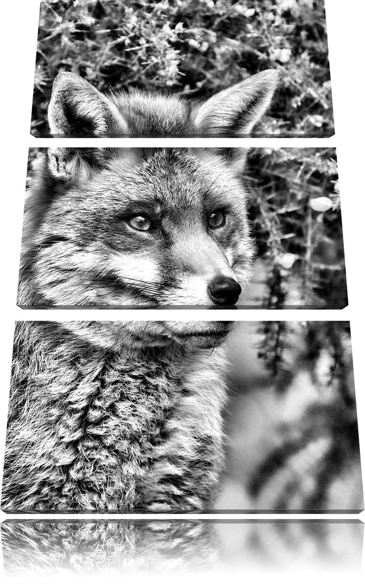 Pixxprint aufschauender Fuchs als Leinwandbild/Grösse: 3 Teilig (120x80) cm/Wandbild/Kunstdruck/fert