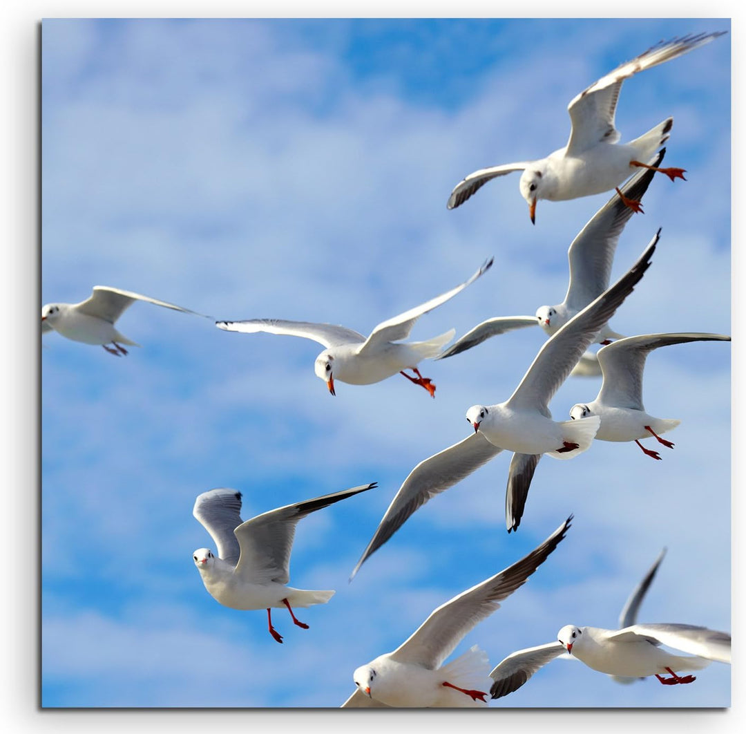 Paul Sinus Art Quadratische Fotoleinwand 90x90cm Tierfotografie – Möwen in der Luft auf Leinwand Exk