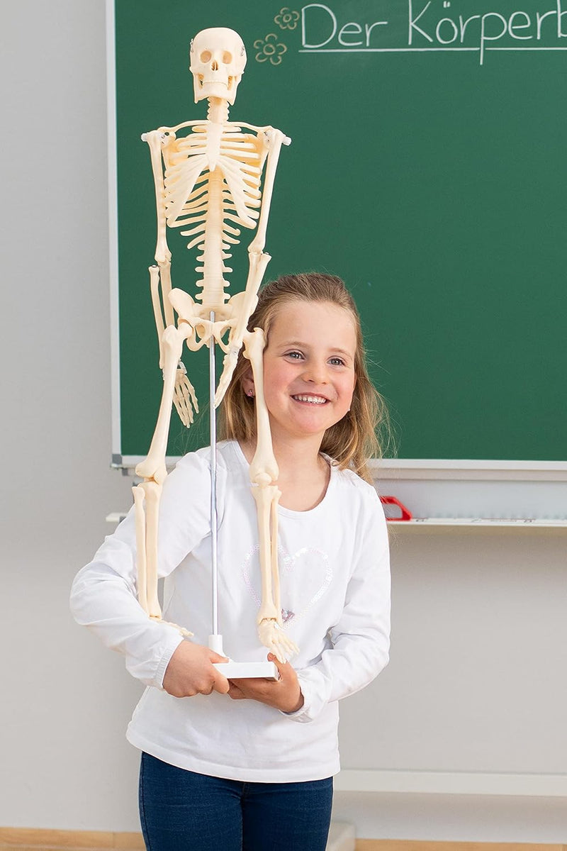 Betzold - Anatomie Skelett 80 cm, menschliches Modell - Anatomiemodell Biologie Nocolor, Nocolor