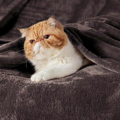BEDSURE Kuscheldecke Flauschig Decke Fleecedecke - Wohndecke Warm Winter Weich, Sofadecke XL, Decke