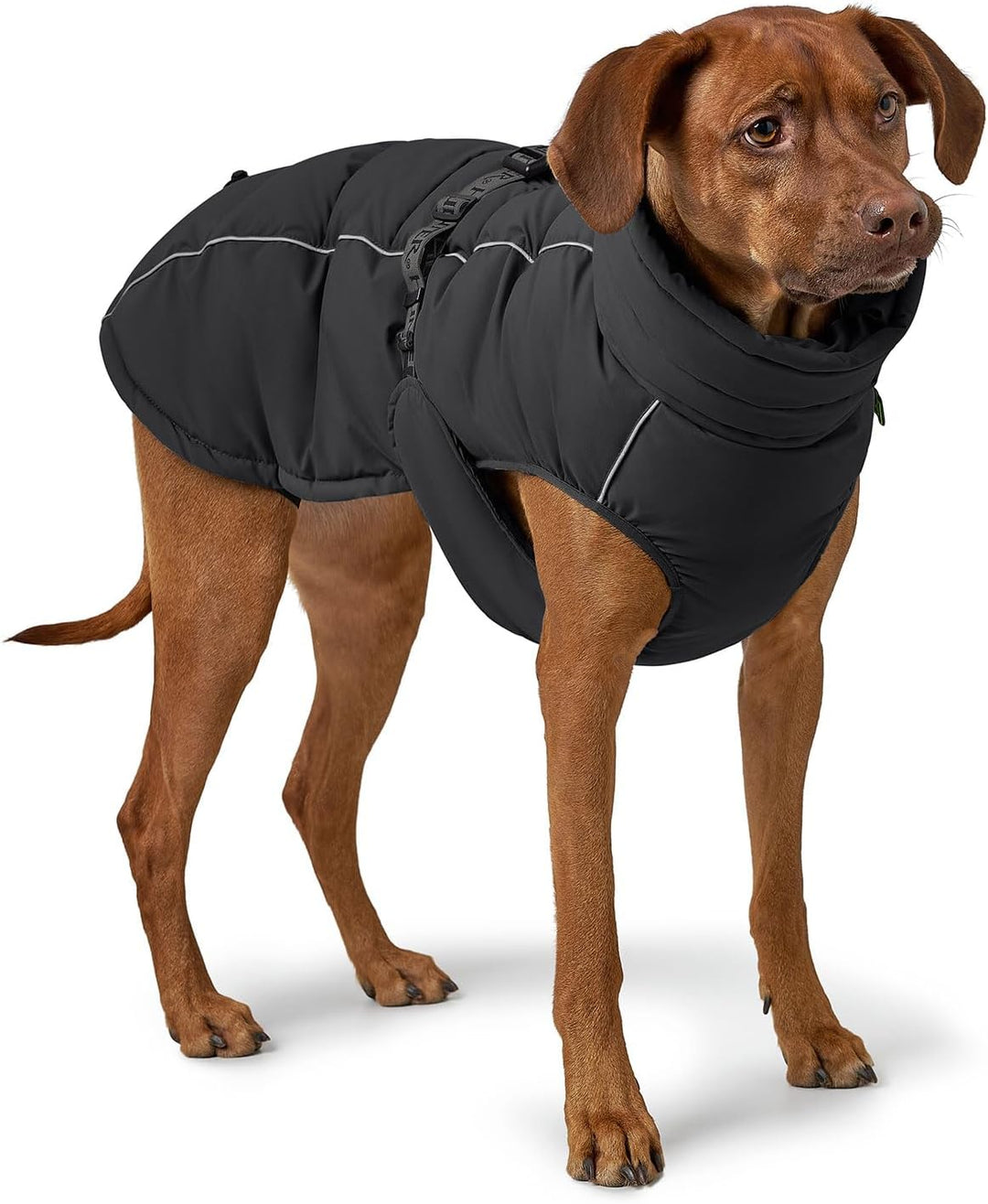 HUNTER Hundemantel Paxson, Farbe: schwarz, stylischer Puffermantel, wasserabweisend, reflektierende