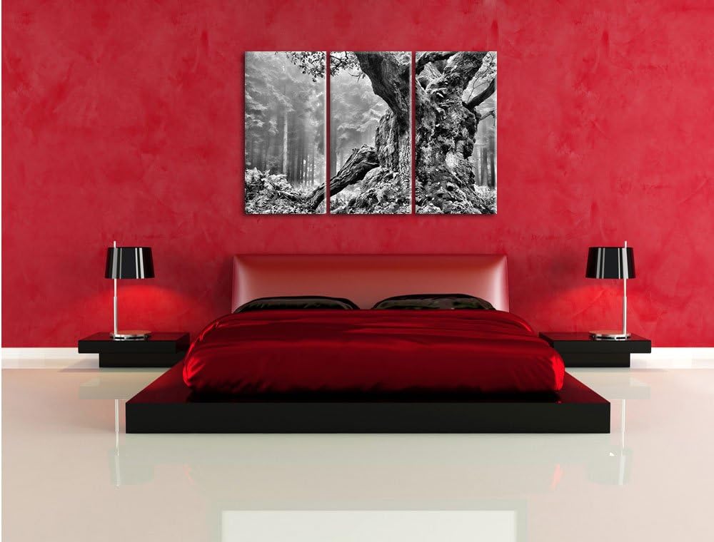 Pixxprint Dicker Baum im Wald im Moos als Leinwandbild/Grösse: 3 Teilig (120x80) cm/Wandbild/Kunstdr