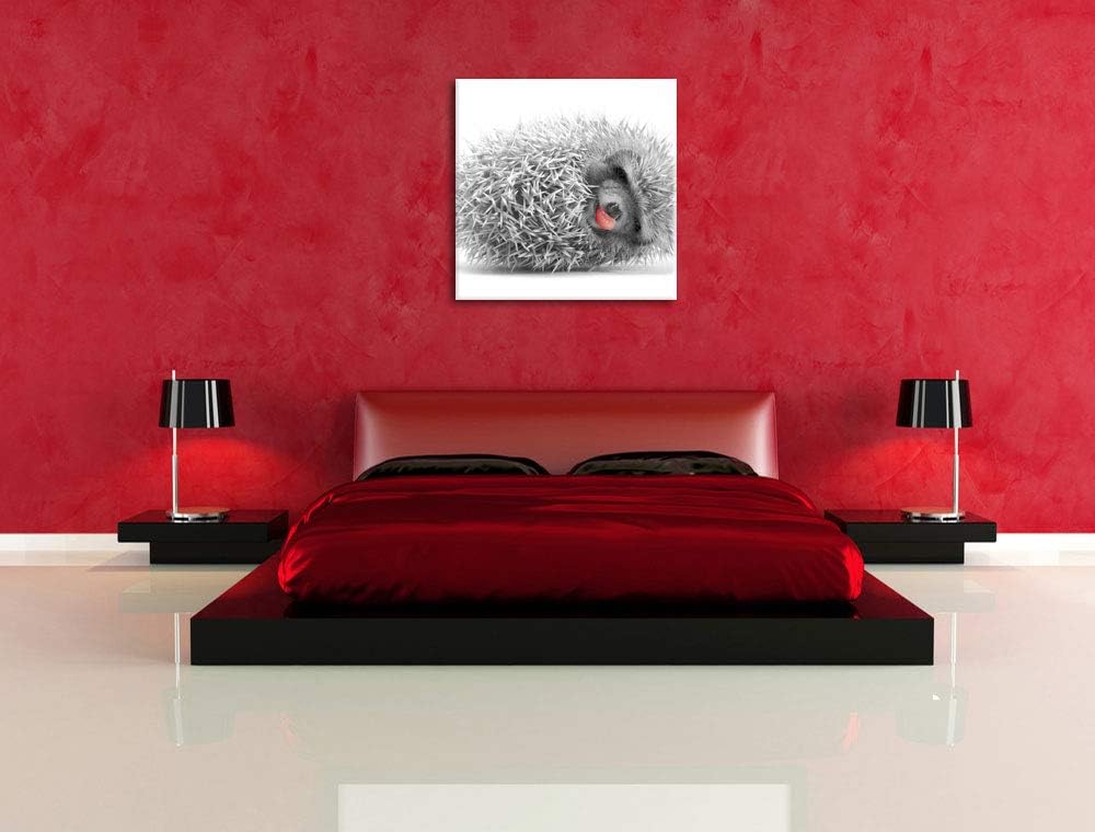 Pixxprint süsser zusammengerollter Igel als Leinwandbild/Grösse: 70x70 cm/Wandbild/Kunstdruck/fertig