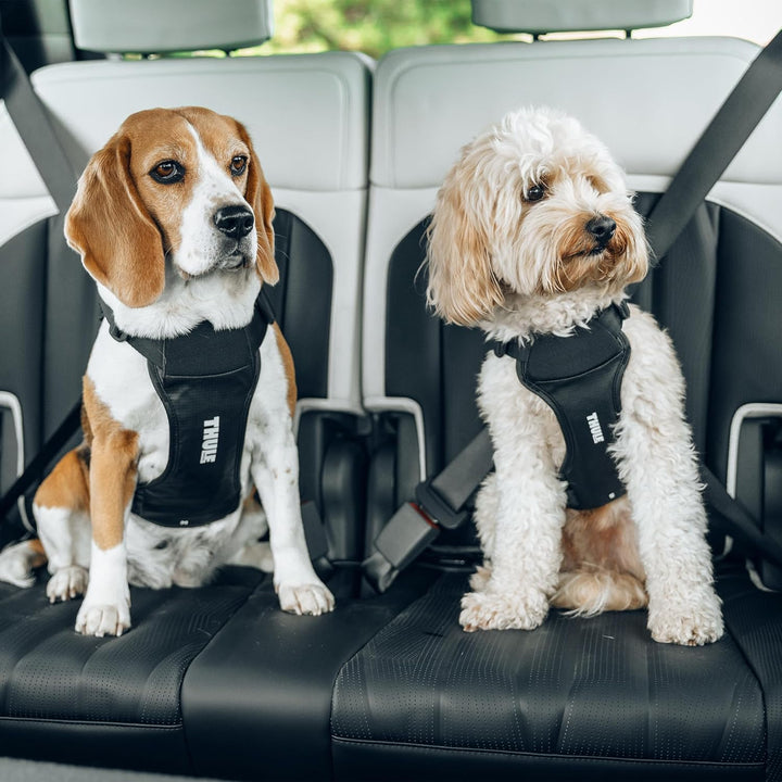 Thule Cappy Hundegeschirr Fürs Auto Black, S Schwarz S, Schwarz S