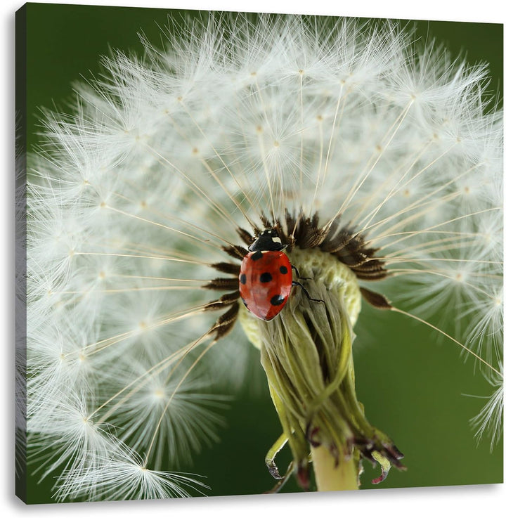 Marienkäfer auf Pusteblume, Format: 70x70 auf Leinwand, XXL riesige Bilder fertig gerahmt mit Keilra