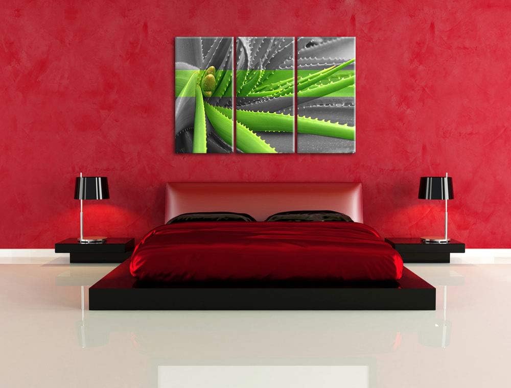 Pixxprint grüne Aloe Vera Pflanze als Leinwandbild | Grösse: 3 Teilig (120x80) | Wandbild| Kunstdruc