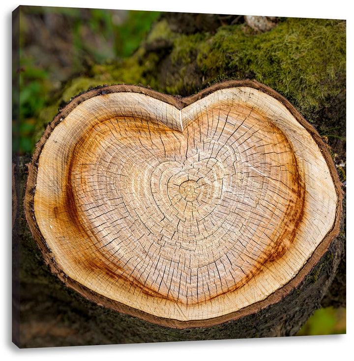 Pixxprint Jahresringe am Baumstamm als Leinwandbild Quadratisch/Grösse: 70x70 / Wandbild/Kunstdruck/