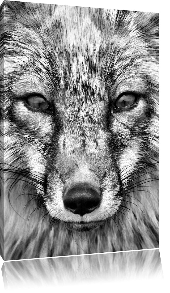 Monocrome, Fuchs Porträt , Format: 100x70 auf Leinwand, XXL riesige Bilder fertig gerahmt mit Keilra