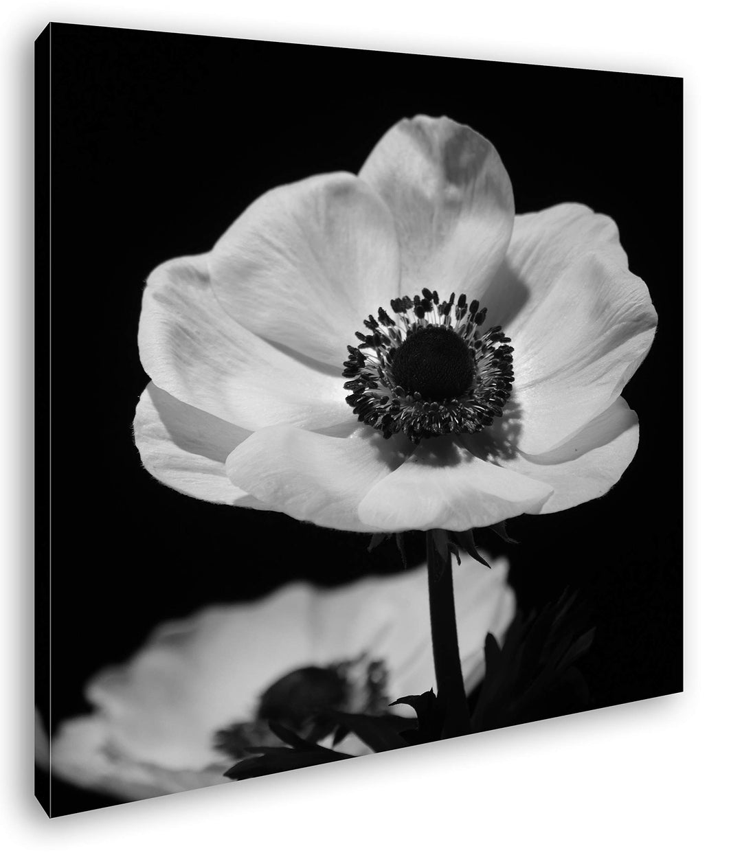 deyoli Dark Anemone Format: 60x60 Effekt: Schwarz&amp;Weiss als Leinwandbild, Motiv auf Echtholzrahmen,