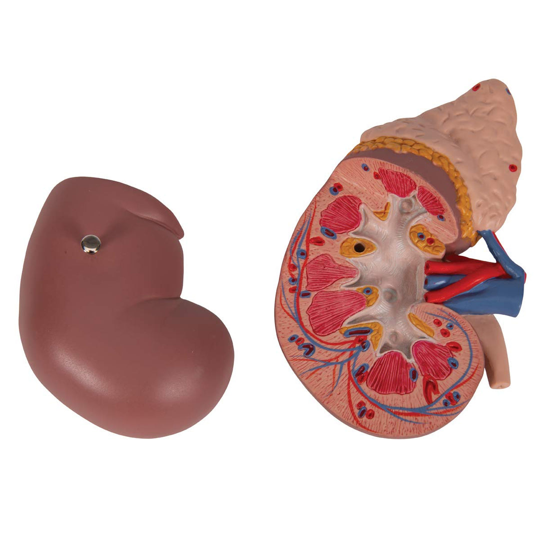 3B Scientific Menschliche Anatomie - Nierenmodell mit Nebenniere + kostenlose Anatomie App - 3B Smar