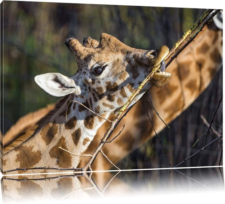 Pixxprint fressende Giraffe auf Leinwand, XXL riesige Bilder fertig gerahmt mit Keilrahmen, Kunstdru