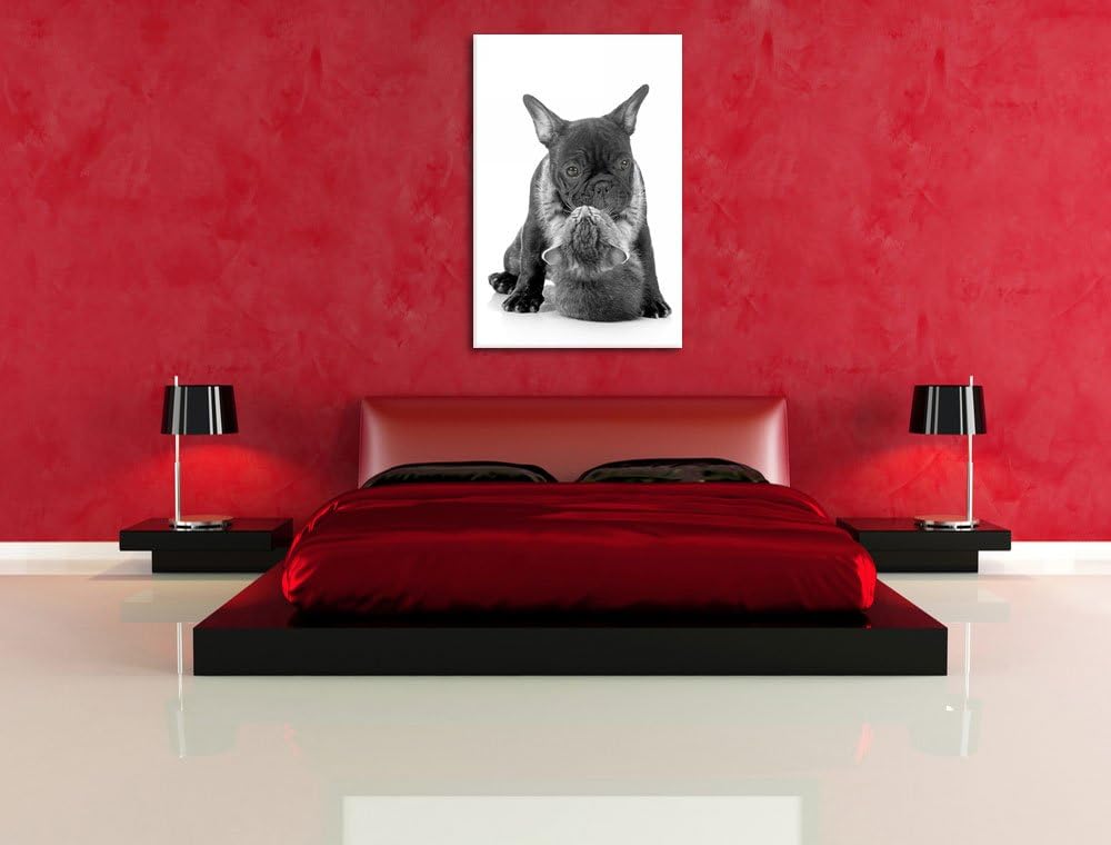 Katze hängt an Mops schwarz/weiss Format: 100x70 auf Leinwand, XXL riesige Bilder fertig gerahmt mit