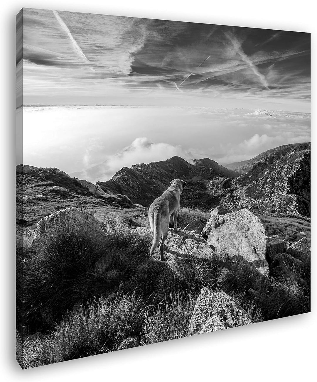 Hund auf einen Berg über den Wolken Format: 60x60 Effekt: Schwarz&Weiss als Leinwandbild, Motiv auf
