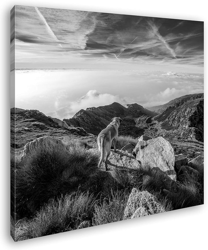 Hund auf einen Berg über den Wolken Format: 60x60 Effekt: Schwarz&Weiss als Leinwandbild, Motiv auf