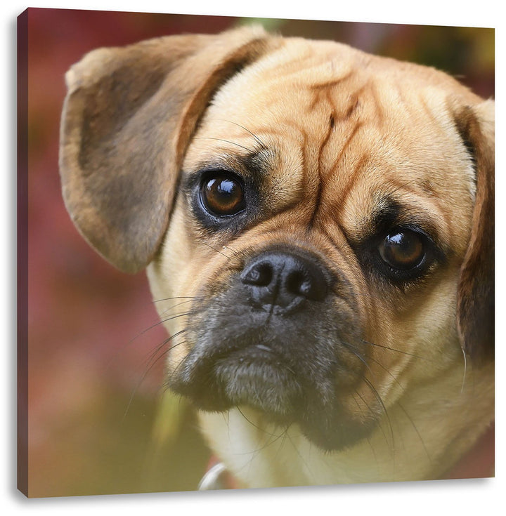 Pixxprint Mops Welpe als Leinwandbild/Grösse: 70x70 cm/Wandbild/Kunstdruck/fertig bespannt, 70x70