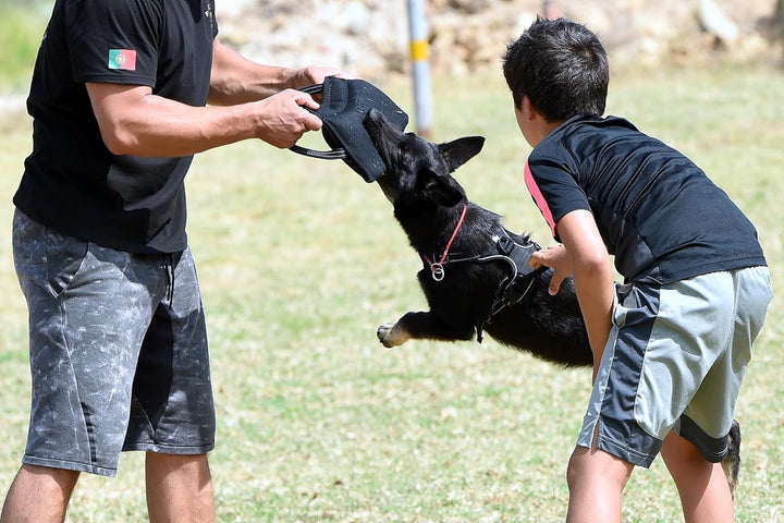 Dingo Gear Beisskissen Keilform Mini Weicher aus Baumwolle-Nylon Schwarz Welpen und Junge Hunde Ausb