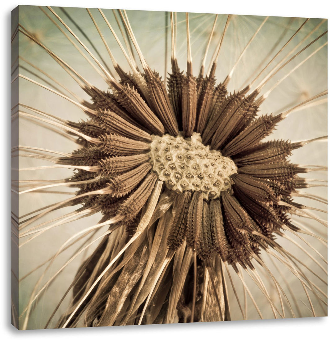 Vertrocknete Pusteblume, Format: 70x70 auf Leinwand, XXL riesige Bilder fertig gerahmt mit Keilrahme