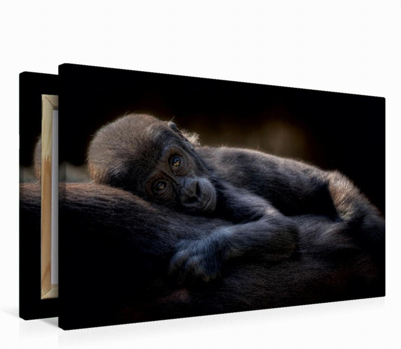 Premium Textil-Leinwand 75 x 50 cm Quer-Format Gorilla | Wandbild, HD-Bild auf Keilrahmen, Fertigbil