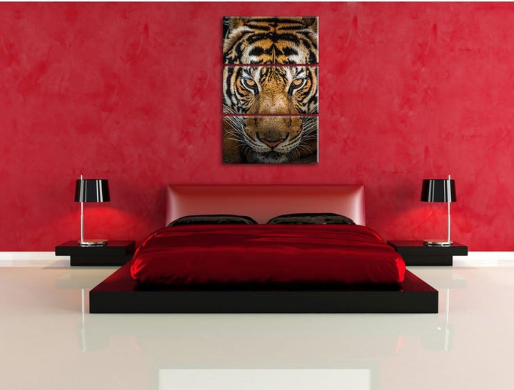 Pixxprint Tiger mit hellbraunen Augen als Leinwandbild | Grösse: 3 Teilig (120x80) | Wandbild| Kunst