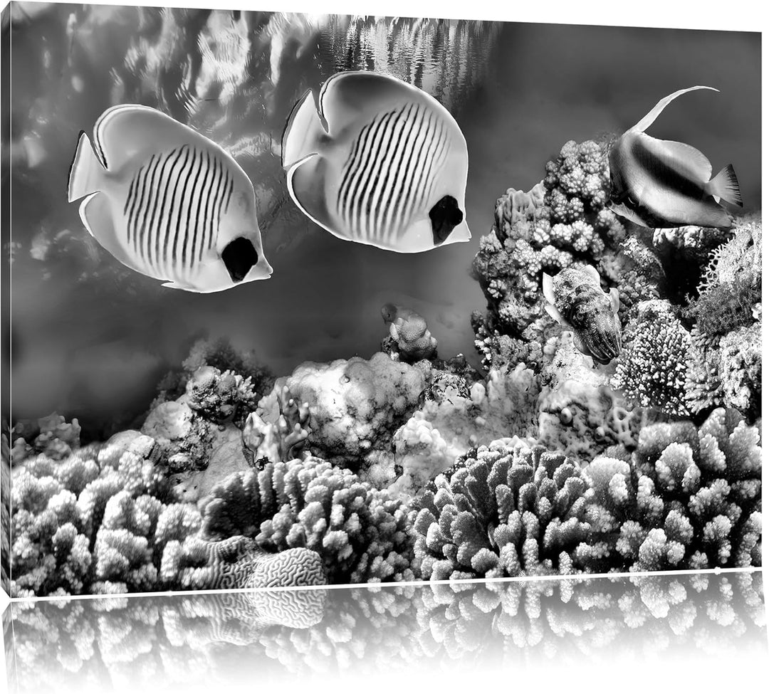 Pixxprint Tropen Fische / 100x70cm Leinwandbild bespannt auf Holzrahmen/Wandbild Kunstdruck Dekorati