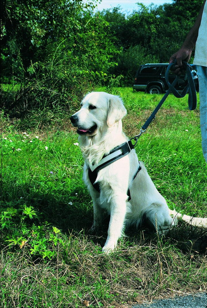 KLEINMETALL Allsafe Gürtel der Sicherheit für Hunde, Schwarz, Grösse M, M