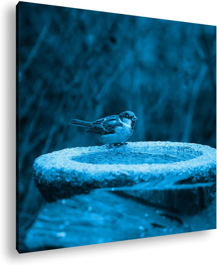 deyoli Spatz an Einer Wassertränke Format: 70x70 Effekt: Zeichnung als Leinwandbild, Motiv auf Echth