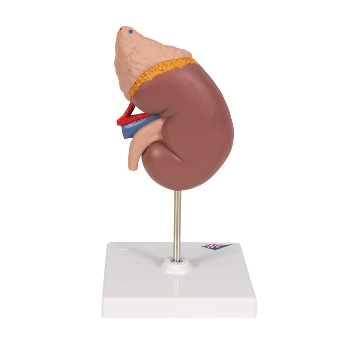 3B Scientific Menschliche Anatomie - Nierenmodell mit Nebenniere + kostenlose Anatomie App - 3B Smar