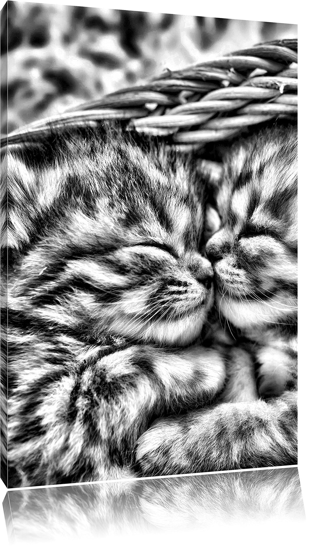 Monocrome, Baby Katze, Format: 100x70 auf Leinwand, XXL riesige Bilder fertig gerahmt mit Keilrahmen