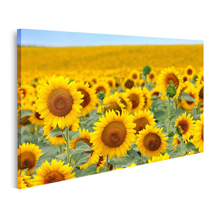 islandburner Bild auf Leinwand Schönes Sonnenblumenfeld Im Sommer Bilder Wandbilder Poster Leinwand