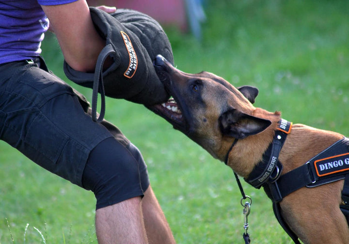Dingo Gear Schutzarm Extern MEDIUM aus Nylcot Schwarz Bissmanschette Hundeausbildung Hundetraining B