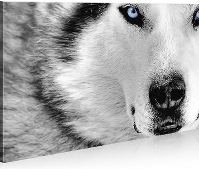 islandburner Bild Bilder auf Leinwand Wolf Husky 1p Hunde XXL Poster Leinwandbild Wandbild Dekoartik