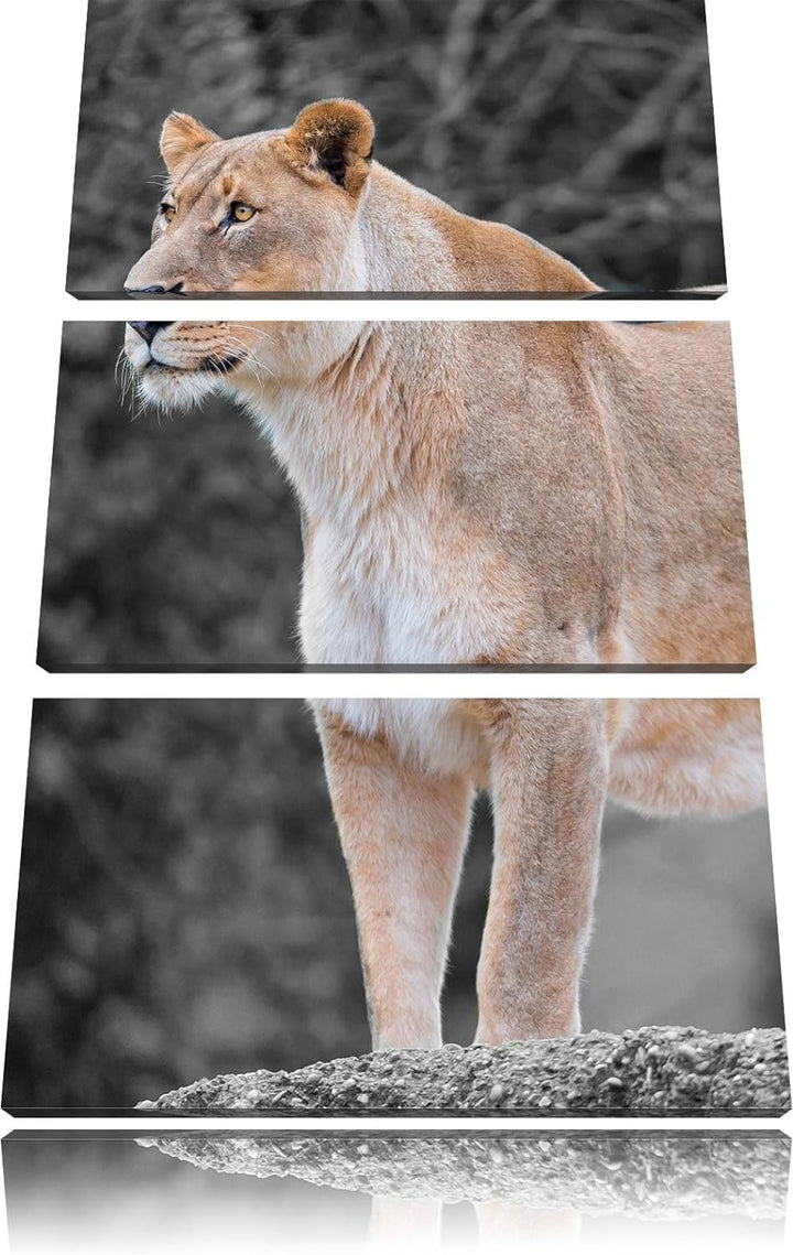 Pixxprint majestätische Löwin schwarz/weiss 3-Teiler Leinwandbild 120x80 Bild auf Leinwand