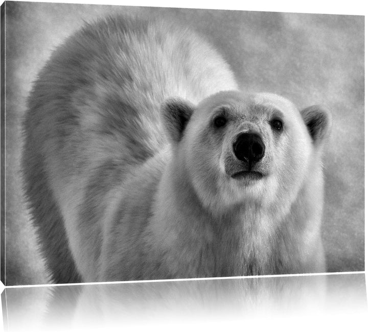 Monocrome, frecher Eisbär, Format: 100x70 auf Leinwand, XXL riesige Bilder fertig gerahmt mit Keilra